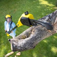 How Our Tree Care Process Works  in  Descanso, CA