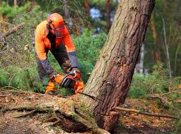 Best Soil Testing and Treatment  in Desnso, CA