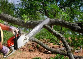 Best Organic Lawn Care Solutions  in Desnso, CA