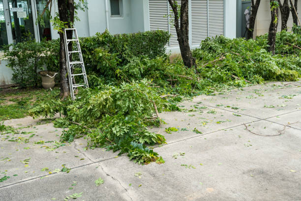 Best Storm Damage Tree Cleanup  in Desnso, CA