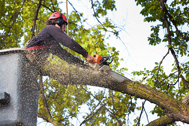 Best Tree Removal  in Desnso, CA